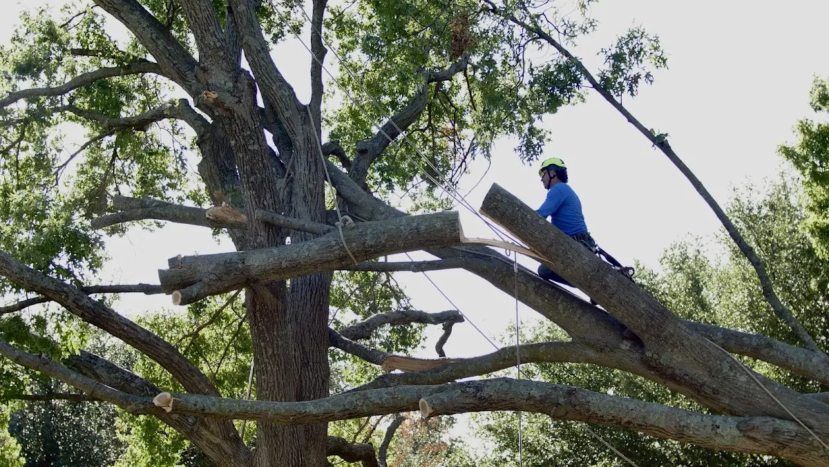Professional Hazardous Tree Removal performed by certified arborists in Coalfield