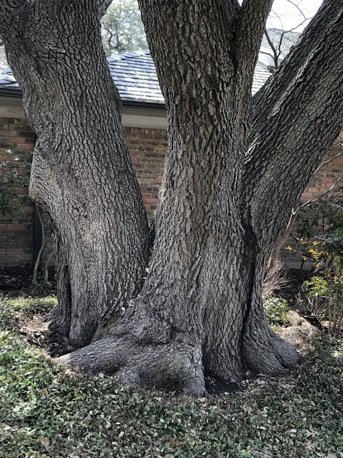 Mature heritage tree close to a Coalfield property cared for by certified arborists
