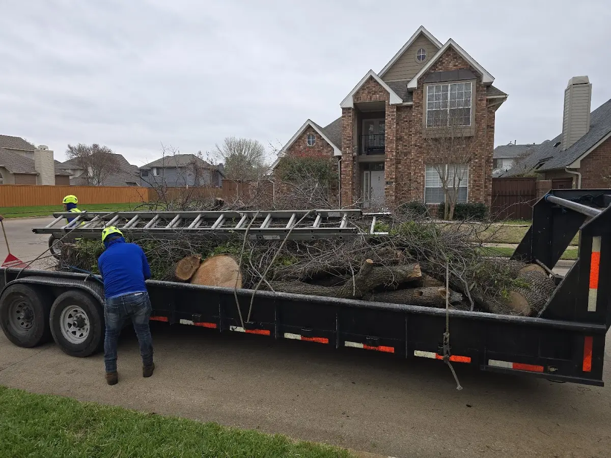 Expert Tree Pest Control with proper safety equipment in Coalfield